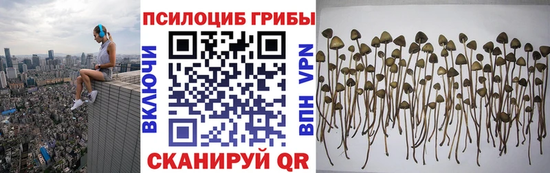 Галлюциногенные грибы Psilocybine cubensis  мориарти клад  Стародуб 